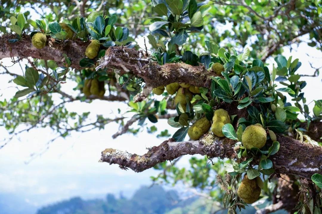 5d75aa04561e3.jpg 10.jpg