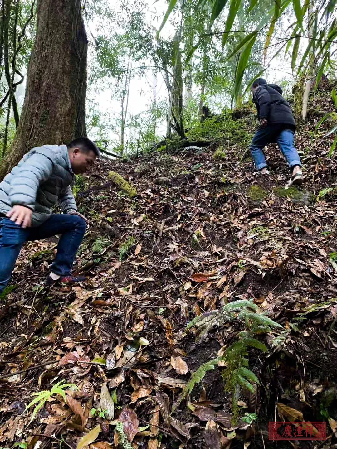 5dc3d256231ec.jpg 5dc3d256231ec.jpg