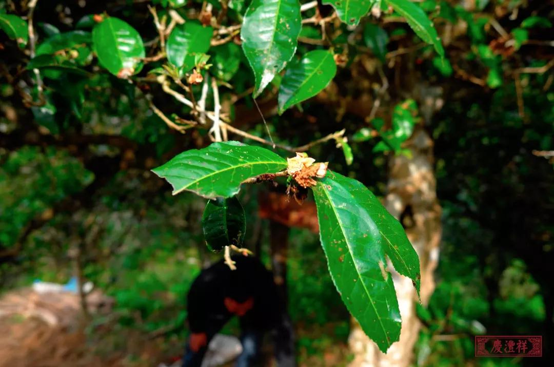 5dc3d413b6f3d.jpg 5dc3d413b6f3d.jpg