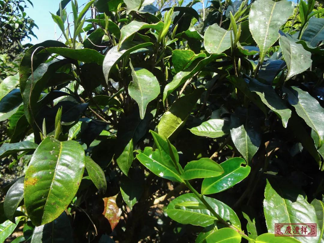 5dc3d46b53c14.jpg 5dc3d46b53c14.jpg