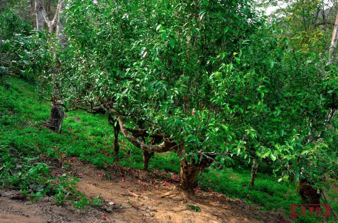 5dc3d668e8374.jpg 3.jpg