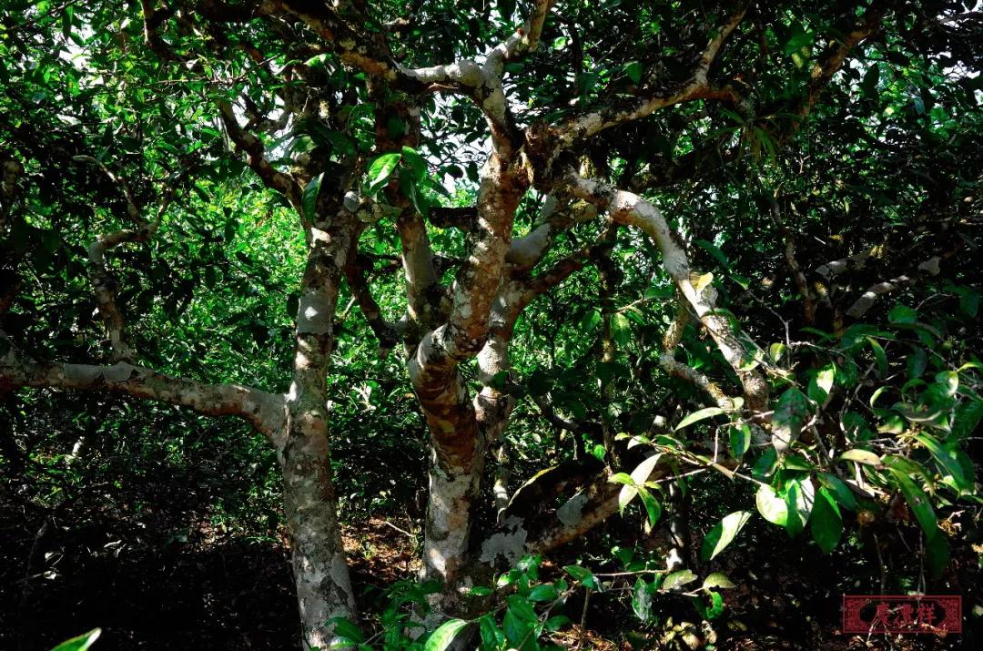 5dc3d673b532d.jpg 4.jpg