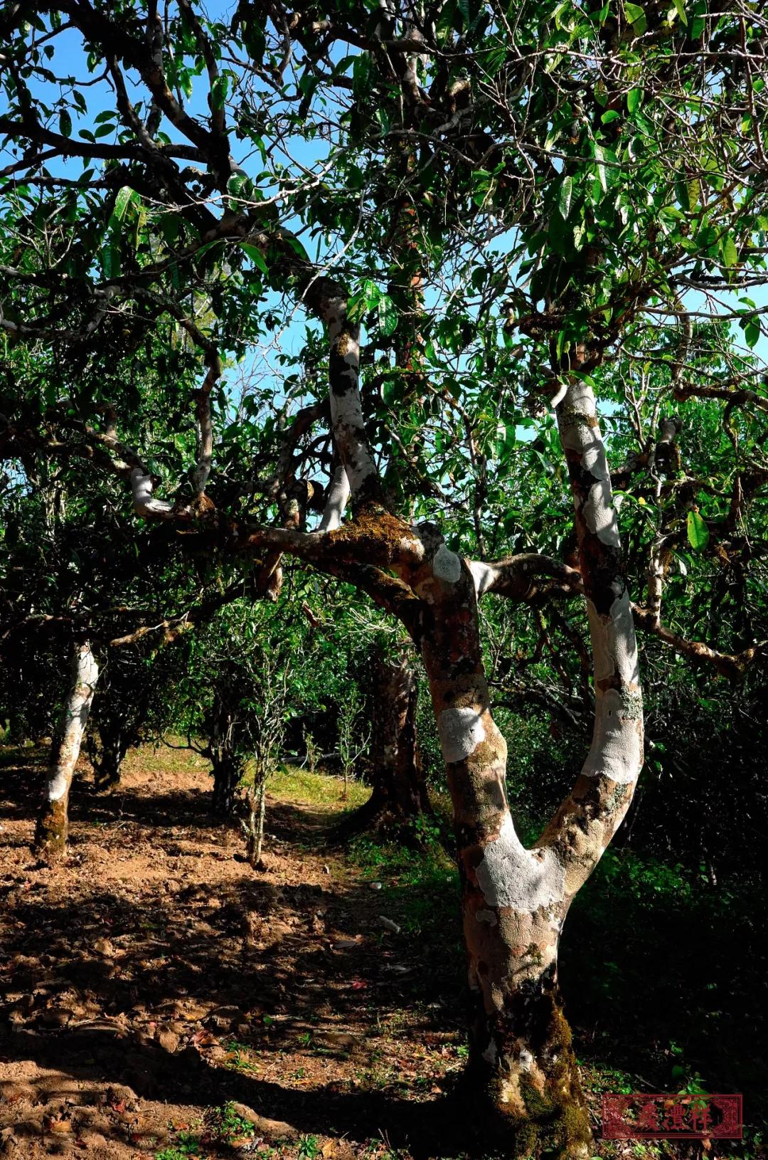 5dc3d688a5244.jpg 7.jpg