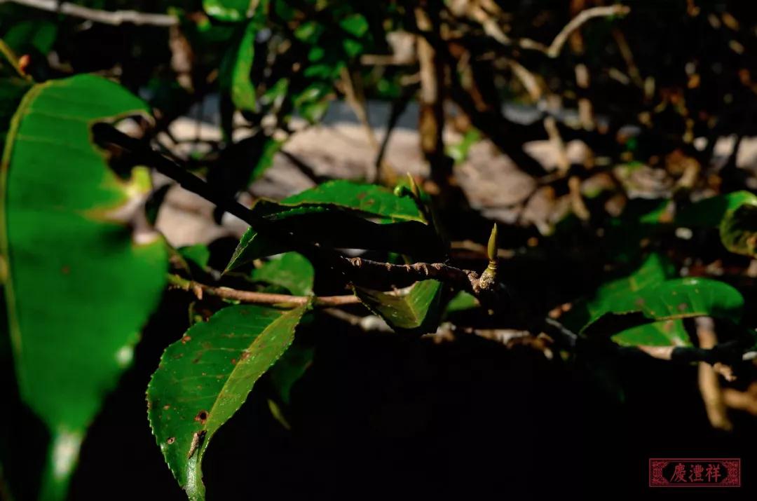 5dc3d690b4121.jpg 8.jpg