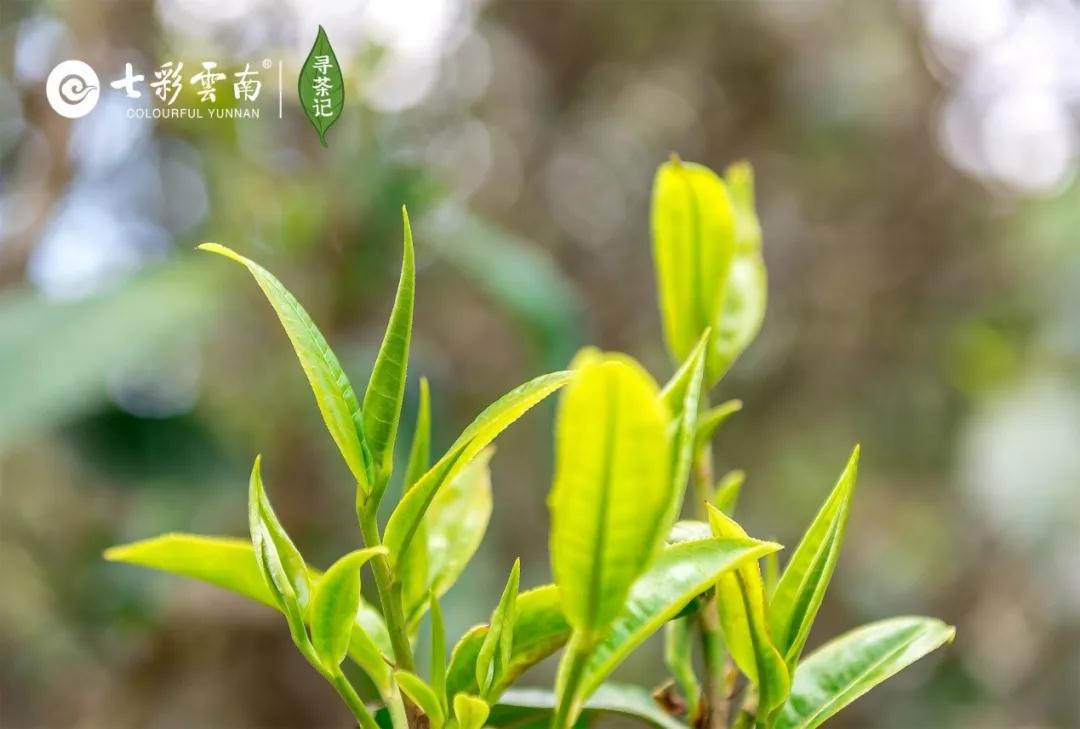 5dc3d6d093cca.jpg 1.jpg