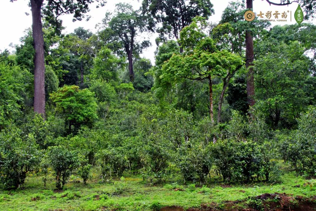 5dc3d6e04026a.jpg 3.jpg