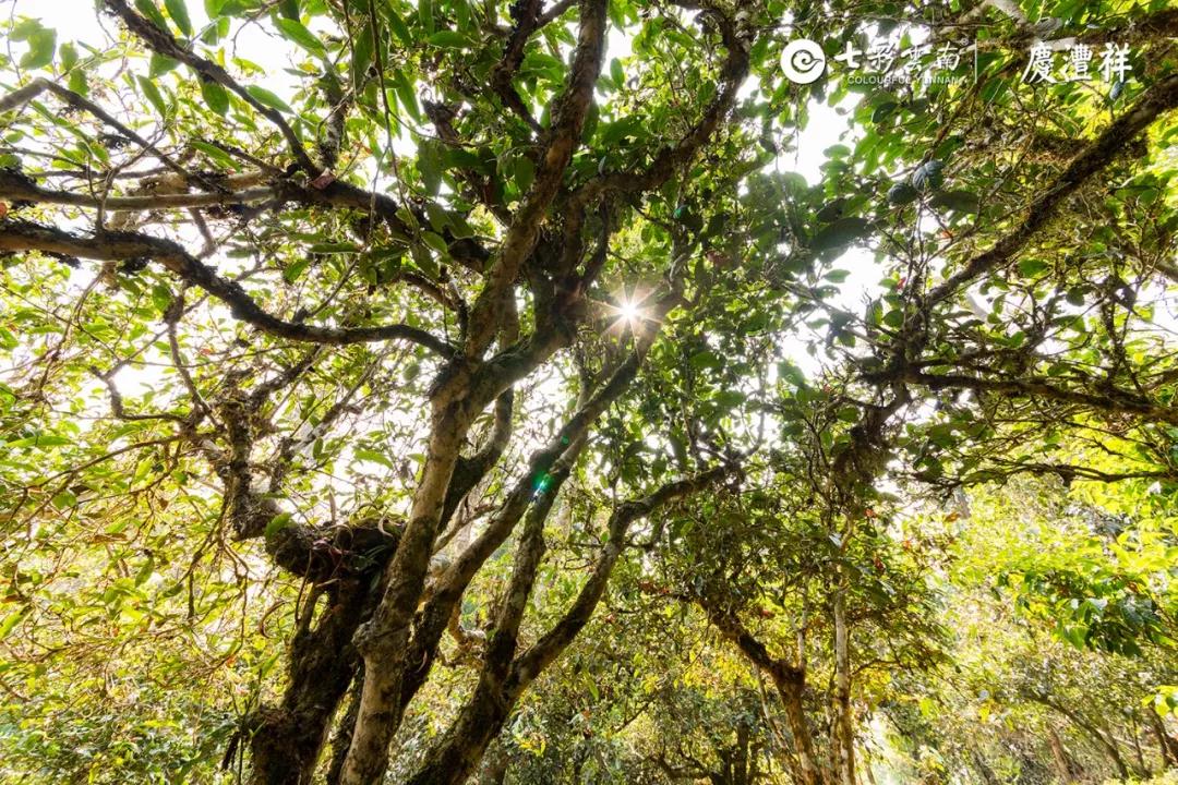 5dc5120f367ad.jpg 4.jpg