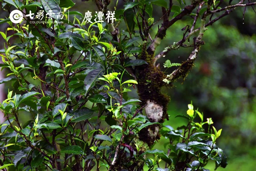 5dc5122d2434c.jpg 7.jpg