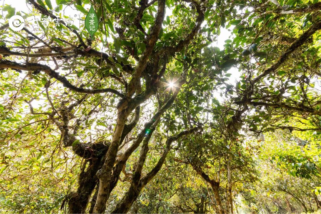 5dc51284d8f15.jpg 2.jpg