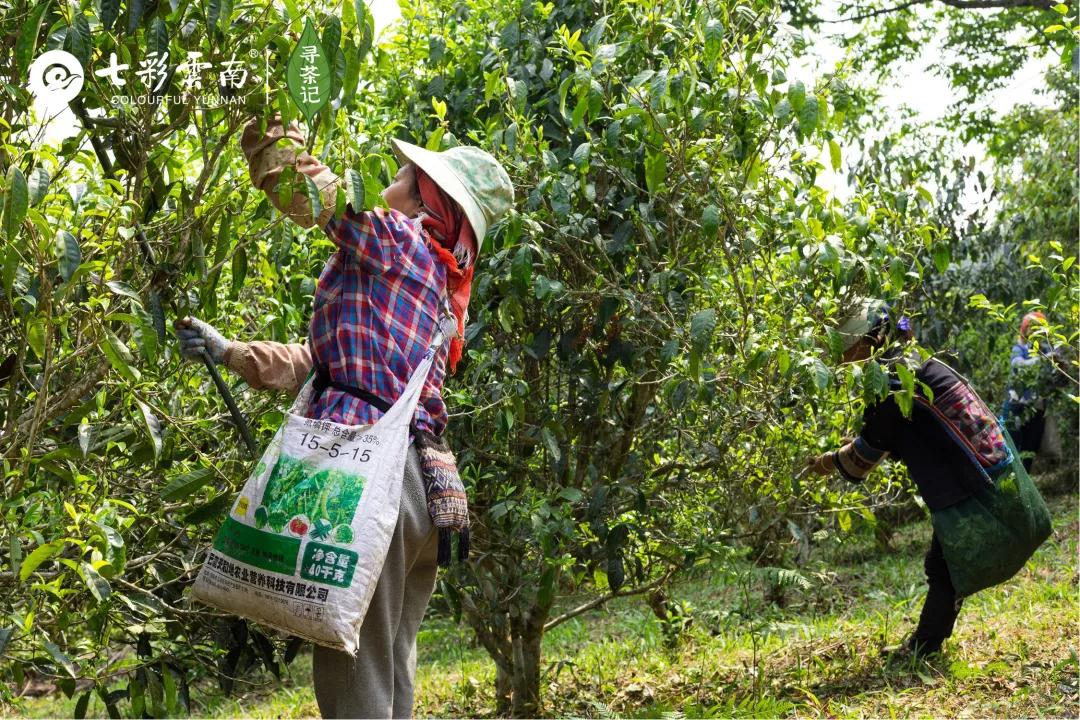 5dc512a41370d.jpg 4.jpg