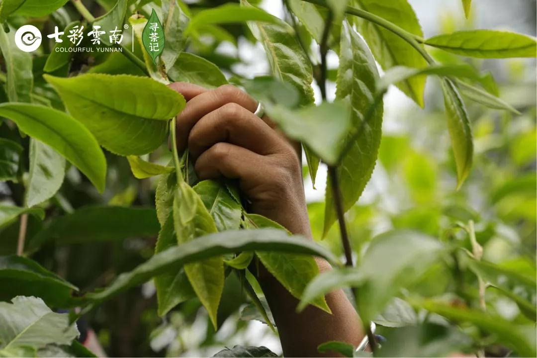 5dc512b7ebd3d.jpg 6.jpg