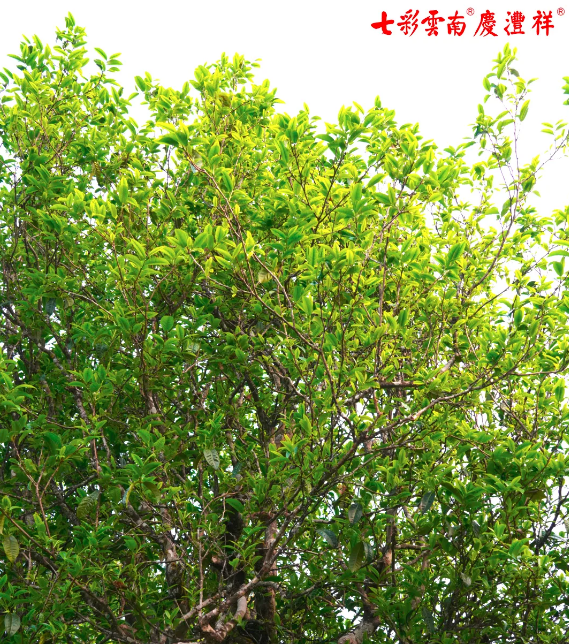 5e911e043d7db.png blob.png