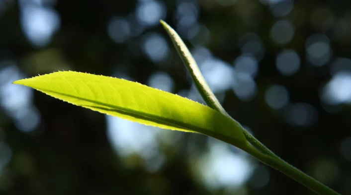 5f334b71dbd1d.png blob.png