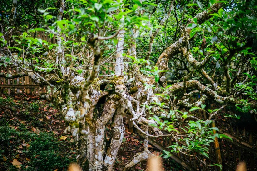 623ec1478bfc3.jpg 623ec1478bfc3.jpg