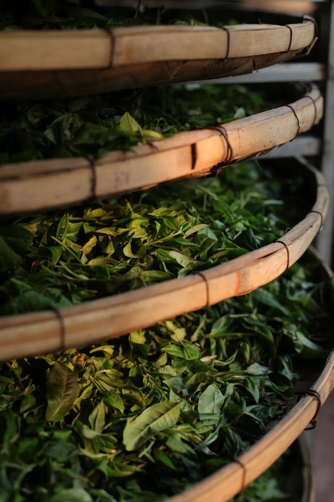 623ec1c3b3eb9.jpg 623ec1c3b3eb9.jpg