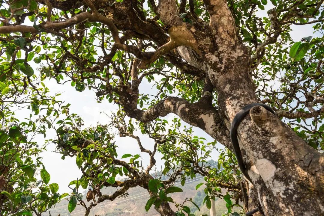 623ec2cb6ee24.jpg 623ec2cb6ee24.jpg