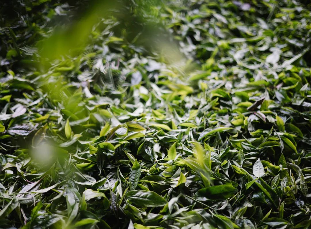 6243bf5e00309.jpg 6243bf5e00309.jpg