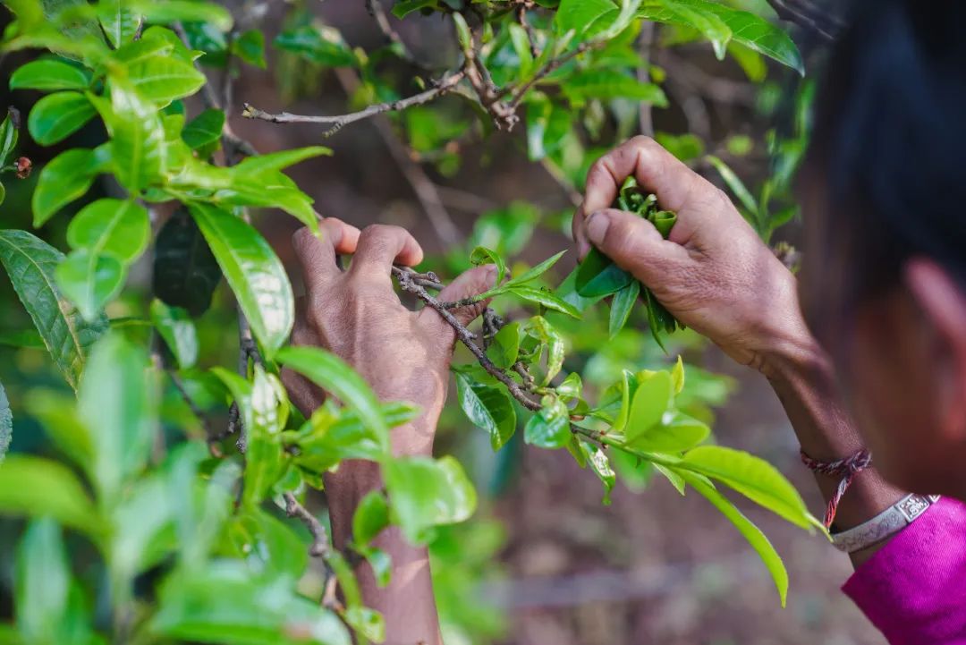 6243c62a64a6a.jpg 6243c62a64a6a.jpg