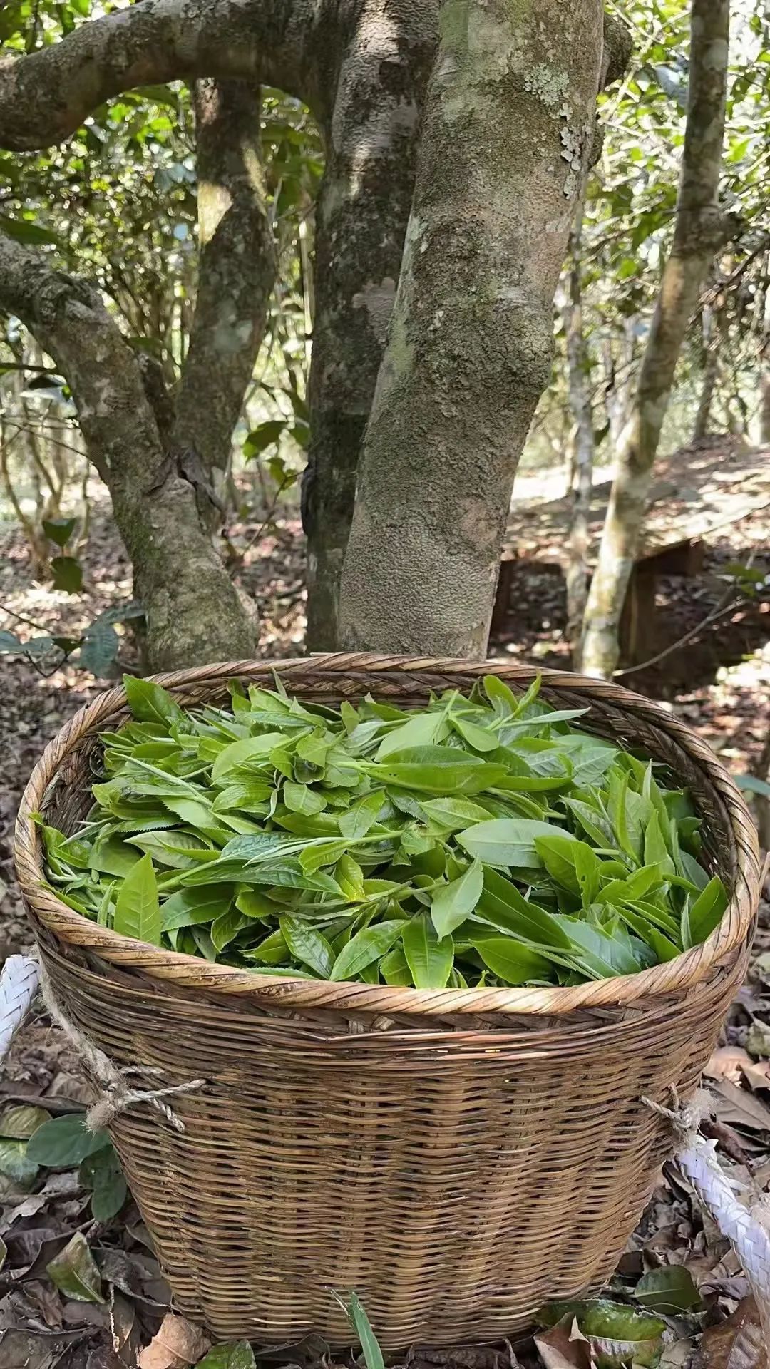 6243c653e4aa0.jpg 6243c653e4aa0.jpg