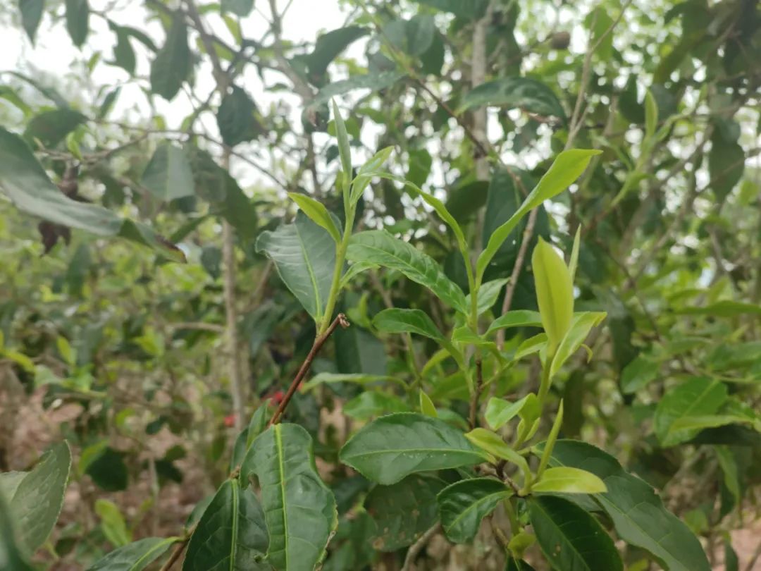 6243c96e9c2f8.jpg 6243c96e9c2f8.jpg