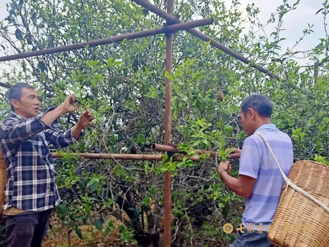 6243ce38ad95c.jpg 6243ce38ad95c.jpg