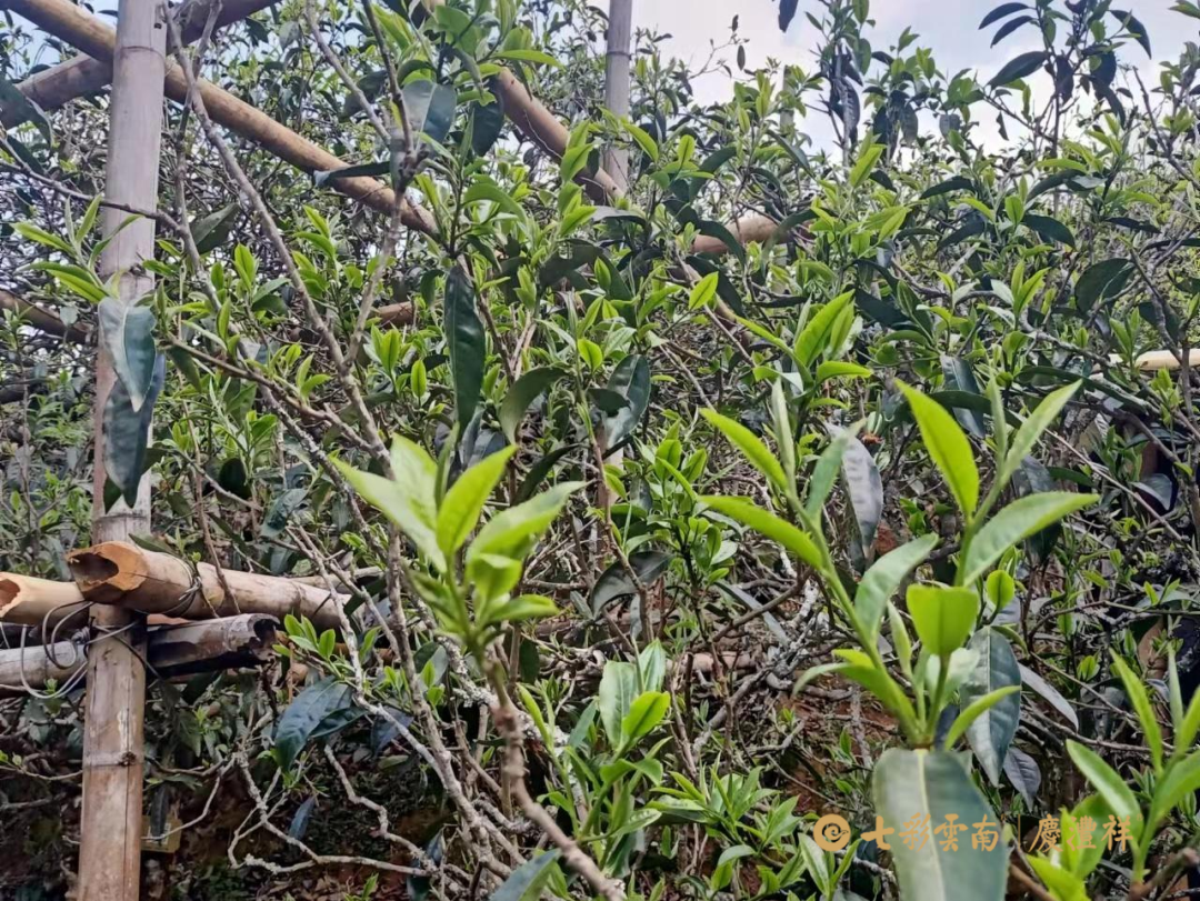 6243ce5a68170.png 6243ce5a68170.png