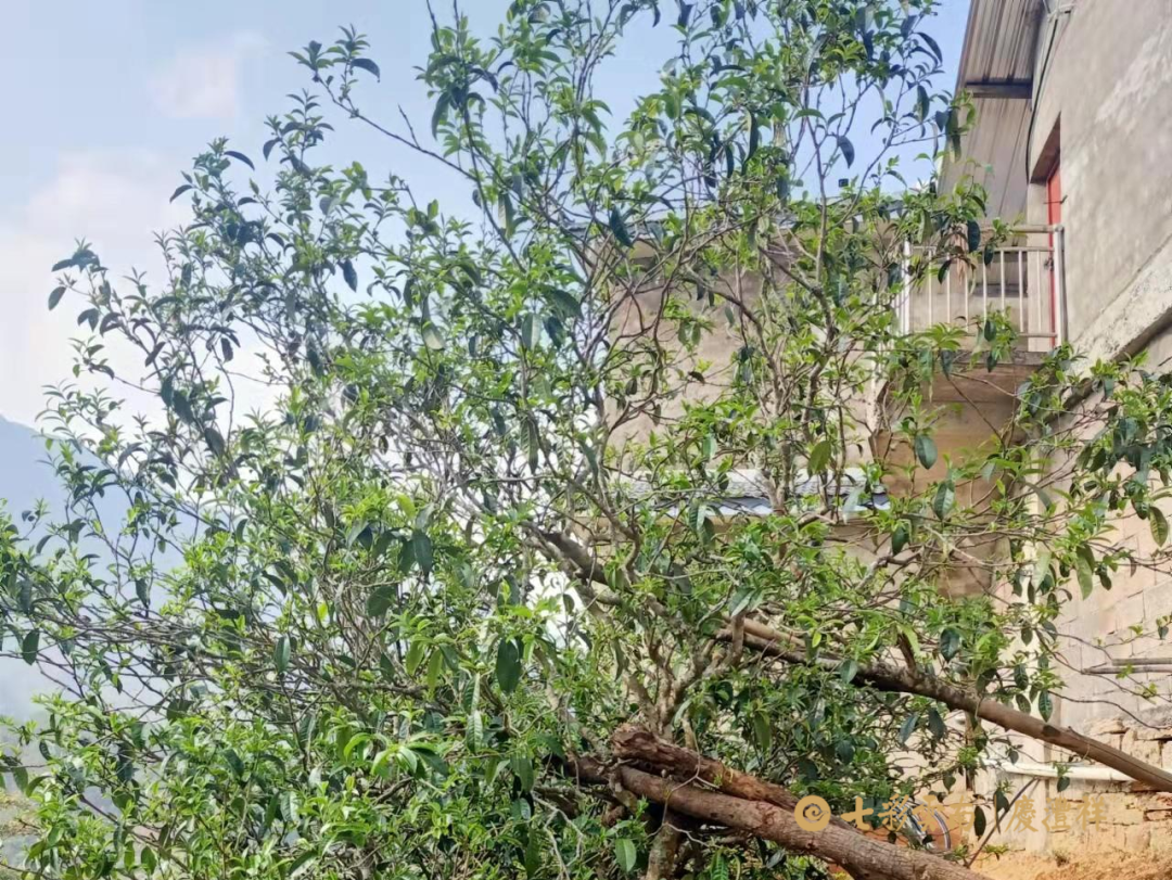 6243cf22e8911.png 6243cf22e8911.png