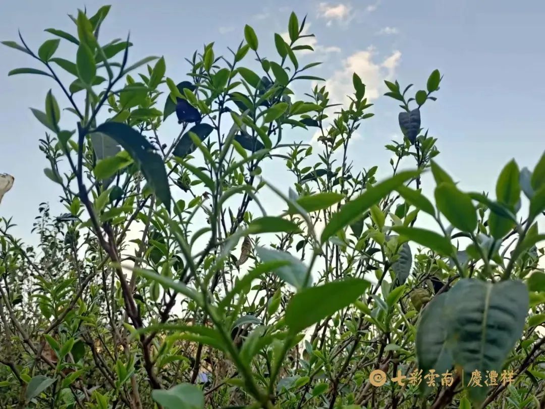 6243cf50385a3.jpg e10f4aafb7abfcf9a800c89d666bbe62.jpg