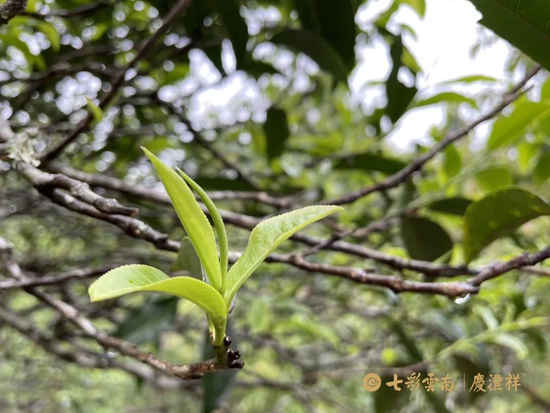 6247c0a8099a7.jpg 6247c0a8099a7.jpg