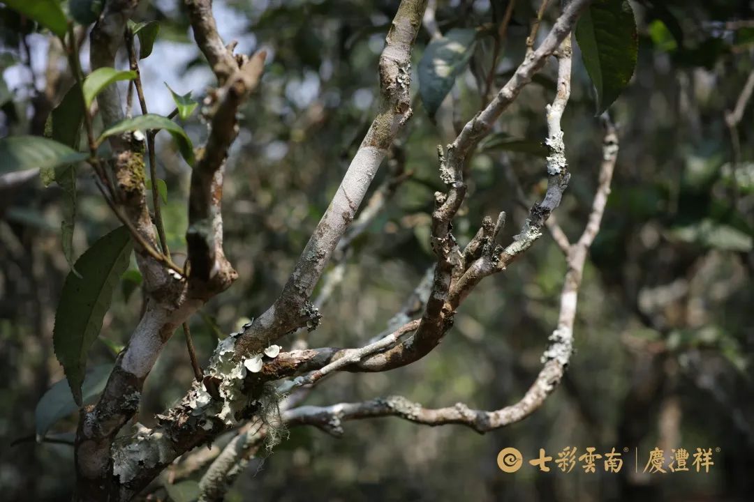 6247c183760c8.jpg 6247c183760c8.jpg