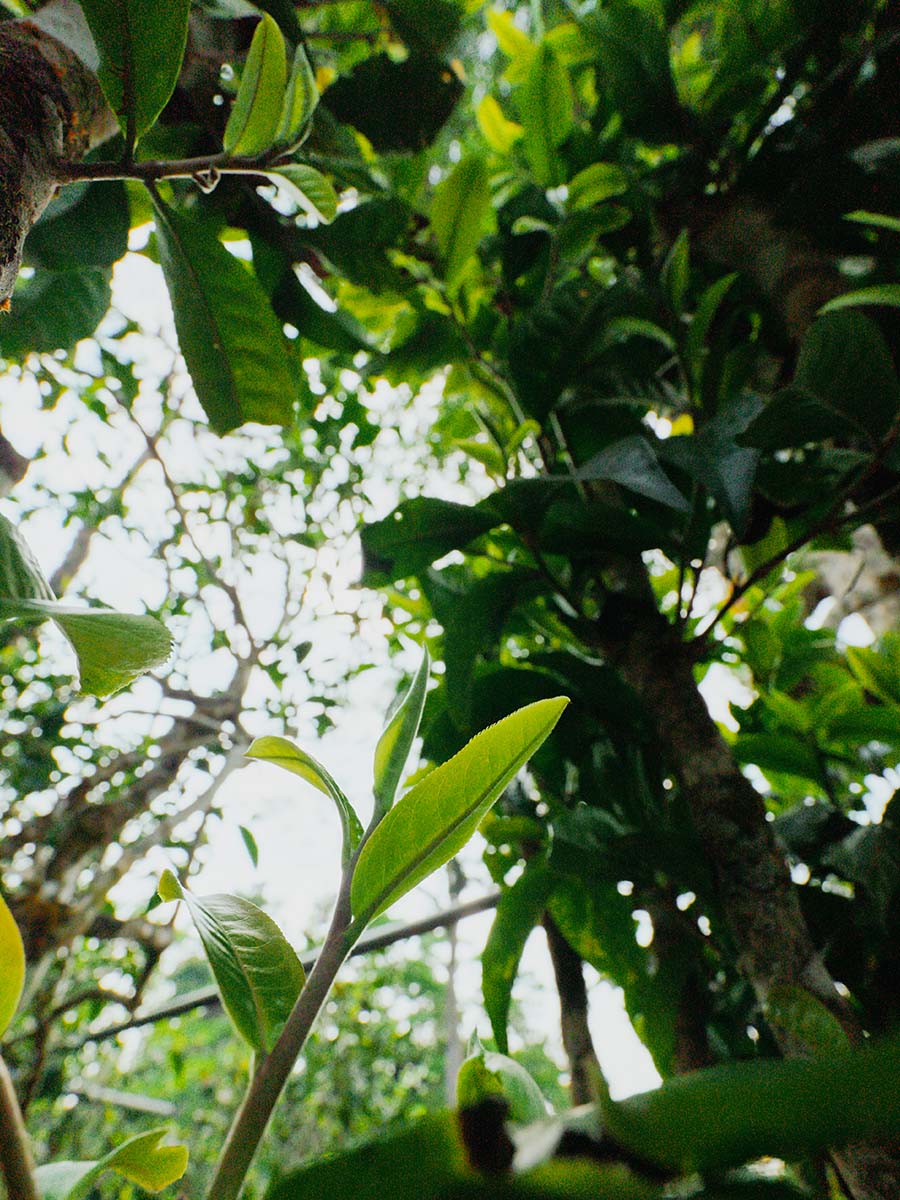 66bc21aaeb9d1.jpg 18.jpg