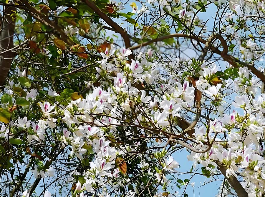 66bc2356435a7.jpg 21.jpg