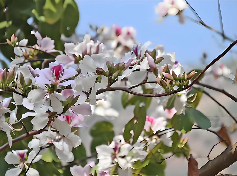 66bc23aada4b6.jpg 30.jpg