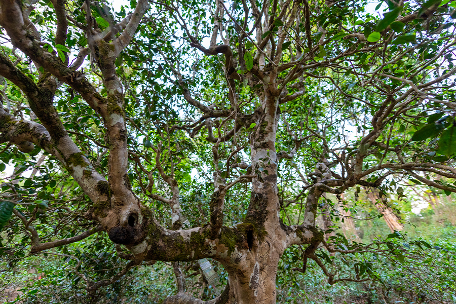 66c2ec2633310.jpg 36.jpg