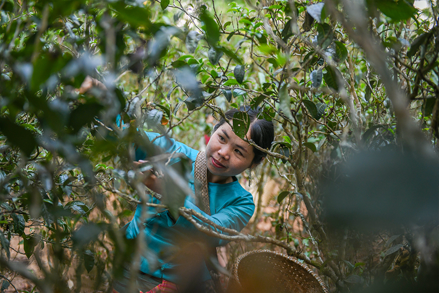 66c2ecda755ce.jpg 37.jpg