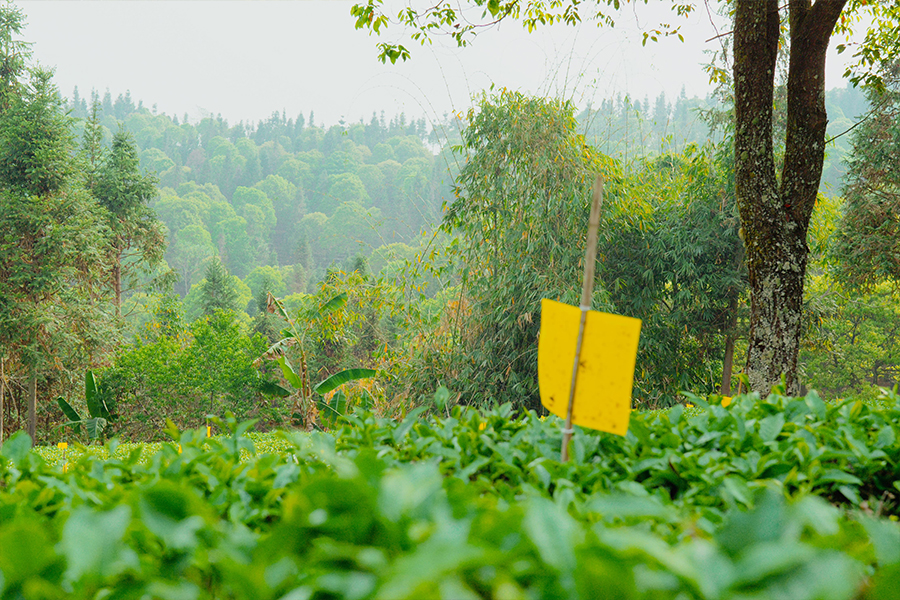 66c2fb392ac72.jpg 62.jpg